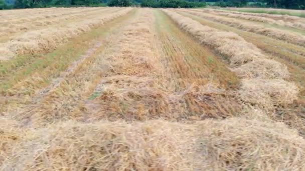 Kunnen Tarwe Zien Het Veld Het Oogsten Luchtfoto Het Zomer — Stockvideo