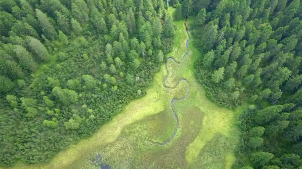 Un courant circule également entre les arbres dans une forêt. La nature semble si joliment verte et vivante .