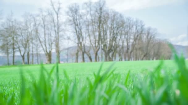 Hermoso Prado Verde Primavera También Hay Bonito Camino Arbolado Fondo — Vídeos de Stock