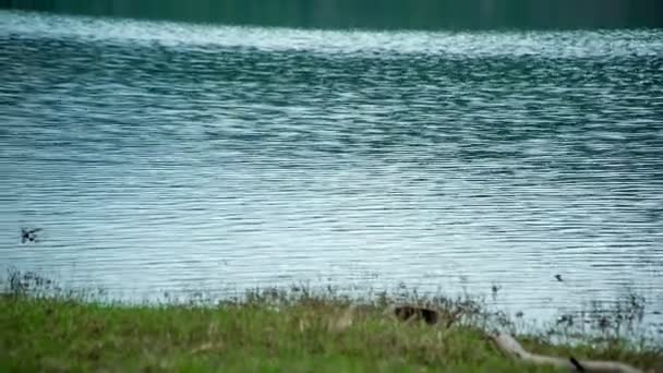Поверхні Озера Невеликі Хвилі Вода Мирна — стокове відео