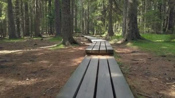 Ormanın Ortasında Ahşap Bir Patika Görebiliyoruz Orman Çok Güzel Etrafta — Stok video
