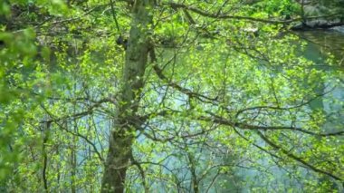 Nehrin yanındaki güzel yeşil ağaçlar ve bitkiler. Bahar geldi ve her şey çiçek açıyor..