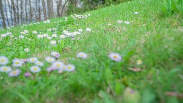 私たちは大きな緑の牧草地で美しい白いデイジーを見ることができます — ストック動画