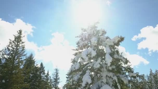 Det Riktigt Fin Vinterdag Och Solen Skiner Genom Granens Grenar — Stockvideo