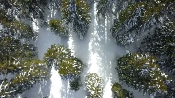 Hay Mucha Nieve Suelo Bosque Disparo Aéreo Invierno — Vídeos de Stock