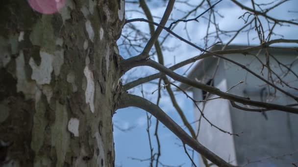 Zijn Geen Bladeren Aan Bomen Het Herfst — Stockvideo