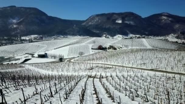 Podemos Ver Viñedos Colinas Fondo Invierno Naturaleza Hermosa Blanca — Vídeo de stock