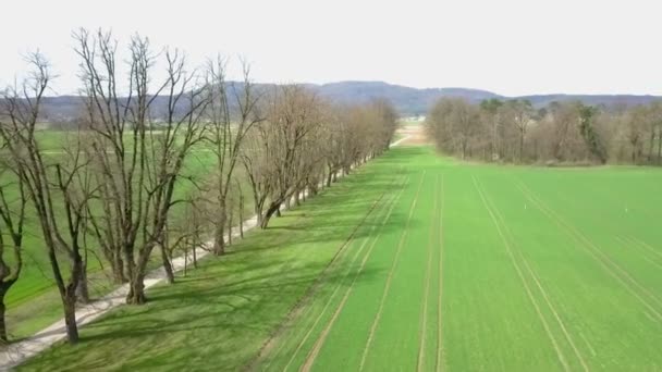 Long Tree Lined Road Summer Time Aerial Shot Landscape Very — Stock Video