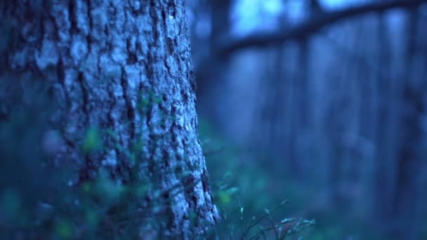 Nature Waking Forest Still Bit Darkness Fog — Stock Video