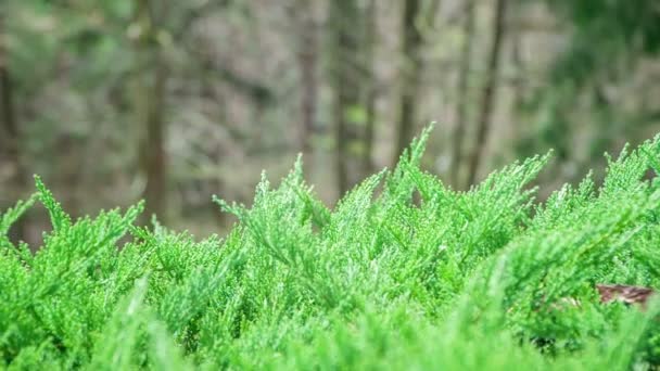 Green Bushes Nature Looks Really Beautiful Time Year — Stock Video