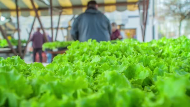 Sacco Lattuga Sul Tavolo Sulla Piazza Del Mercato — Video Stock