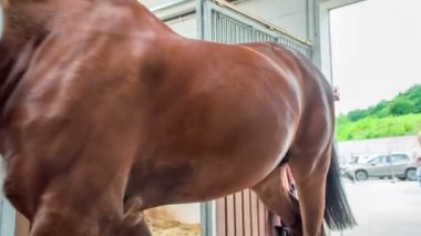 Genç bir kadın ahıra kahverengi bir at getiriyor. Bir at gerçekten güzeldir ve güzel bir teni vardır..