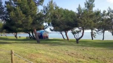 Bir Dod, denizin yanındaki parkta çimlerin üzerinde özgürce koşuyor. Güzel bir yaz günü..