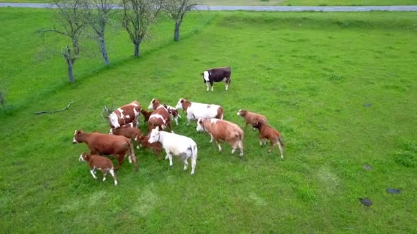 Kühe Werden Auf Die Weide Gras Gesetzt Luftaufnahme — Stockvideo