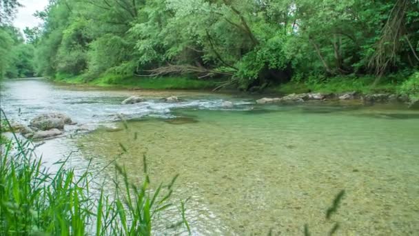 美しい緑の川とその堤防の多くの木 — ストック動画