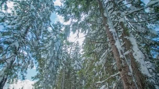 Träden Täckta Med Snö Och Solen Skiner Genom Trädens Grenar — Stockvideo