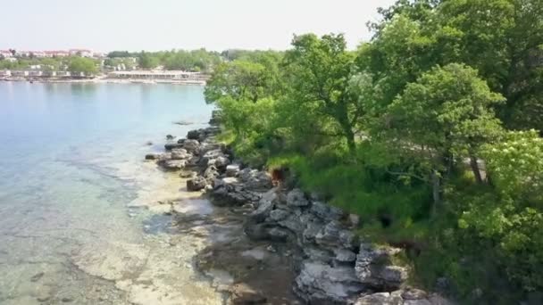 Smukke Grønne Træer Ved Siden Vandet Luftfoto Det Sommertid – Stock-video