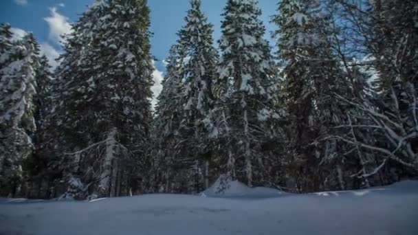 Lindo Cenário Inverno Sol Brilha Através Dos Ramos Das Árvores — Vídeo de Stock