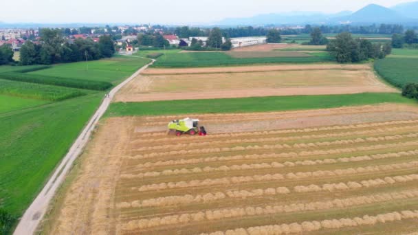 Egy Traktor Vezet Egy Nagy Mezőn Gazdák Nyáron Szedik Búzát — Stock videók