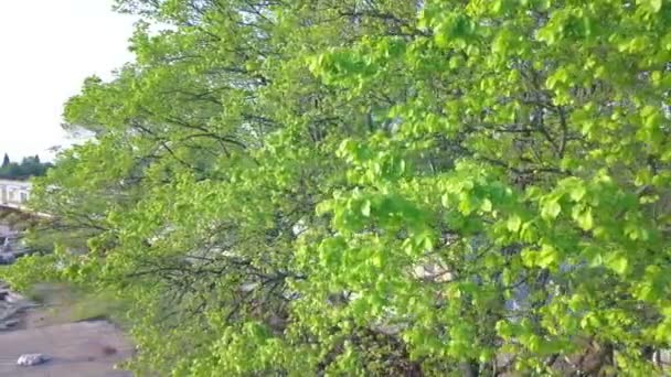 Det Finns Några Vackra Gröna Träd Som Ligger Intill Havet — Stockvideo
