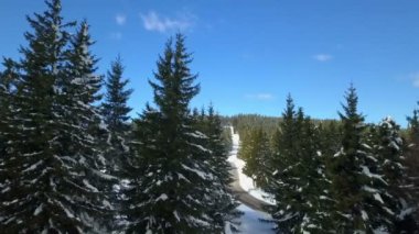 Kışın güzel manzara ve ormanlar. Güneş parlıyor..