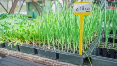 Pazar meydanındaki masada farklı fidanlar var..