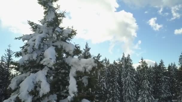 Bellissimi Abeti Rossi Sono Coperti Neve Una Bella Giornata — Video Stock