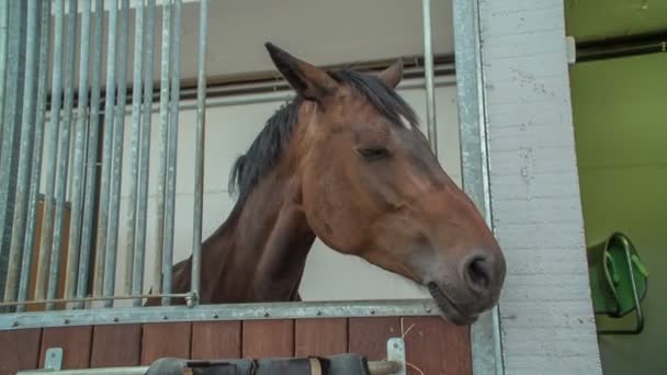 Staat Een Mooi Bruin Paard Schuur Hij Kijkt Rond — Stockvideo