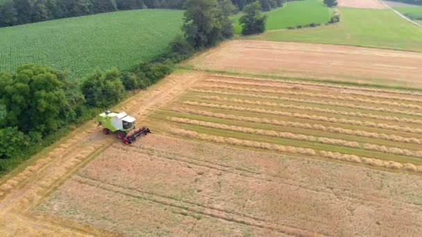 Фермер Водит Комбайн Собирает Пшеницу Огромном Поле Воздушный Удар — стоковое видео