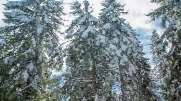 一辆汽车在路上开着车 阳光正透过树枝照射着 云杉被雪覆盖着 — 图库视频影像