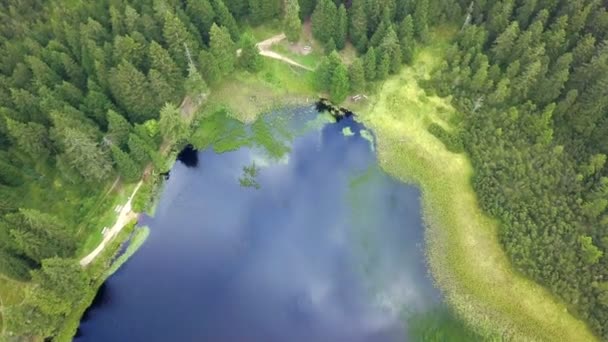 Apenas Árvores Abeto Floresta Que Está Torno Lindo Lago Azul — Vídeo de Stock