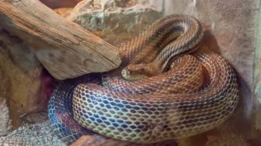 Büyük bir yılan bir kafeste sürünüyor ve ziyaretçiler camdan onu izliyorlar..