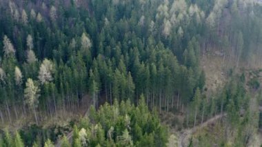 Çoğunlukla çam ağaçları olan bir orman. Hava görüntüsü. Yanında bir göl var..