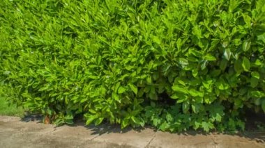 ZALEC / CELJE, SLOVENIA - 18. Mayıs 2017 Roma mezarlığının yanında bir çit var. Burası çok yeşil ve anıtlar etrafa saçılmış durumda. Farklı şekil ve boyutlardalar..