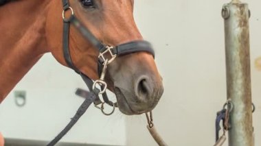 Güzel kahverengi bir at ahırında hareketsiz duruyor ve etrafına bakıyor..