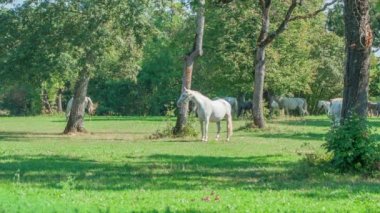 Güzel beyaz atlar güneşli bir günde dışarıda çim yiyorlar.