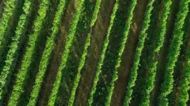 Meyve ağaçlı güzel tarla görüntüleri.