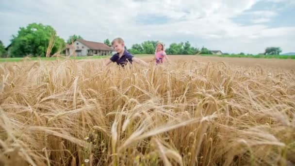 Podemos Ver Dos Niños Caminando Campo Trigo Disfrutándolo Mucho Parecen — Vídeos de Stock