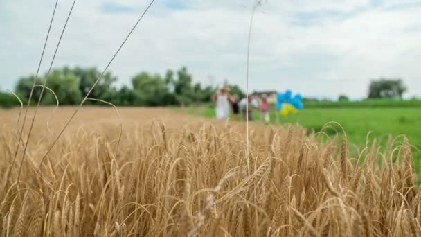 Beautiful Wheat Field Summer Time Family Spending Some Time Outdoors — Stock Video