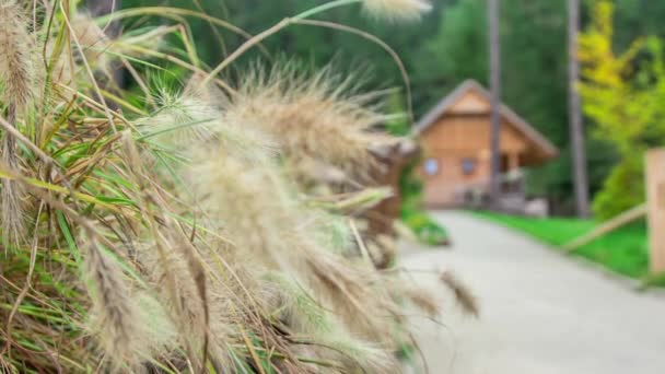 There is a wooden house in the background and green nature. In the front of the video there is wheat growing. — Stock Footage Wooden House Background Green Nature Front Video Wheat Growing Stock Footage