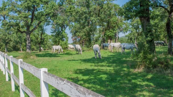 Piękne Białe Konie Jedzą Trawę Zewnątrz Farmie Stadniny Słoneczny Dzień — Wideo stockowe