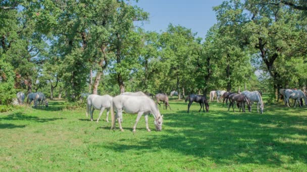 美しい白い馬は晴れた日にスタッドファームの外で草を食べています — ストック動画