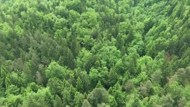 Est Une Belle Forêt Verte Est Printemps Nous Pouvons Voir — Video