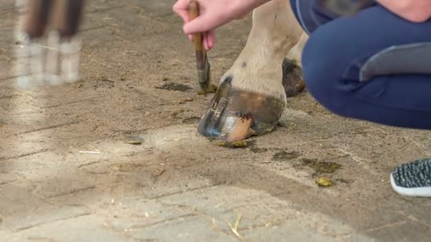 Młoda Dziewczyna Delikatnie Dotyka Końskich Stóp Szczotką Koń Stoi Nieruchomo — Wideo stockowe