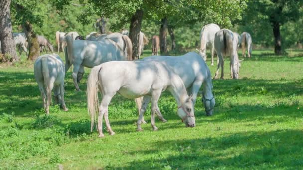 Belos Cavalos Brancos Estão Comendo Grama Fora Uma Fazenda Garanhões — Vídeo de Stock