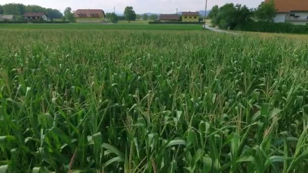 Güneşli Bir Günde Güzel Tarım Alanının Hava Görüntüleri — Stok video