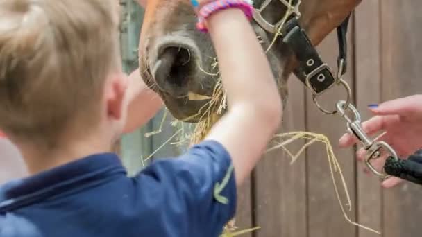 Karmienie Pieszczenie Pięknego Brązowego Konia Jego Stajni — Wideo stockowe