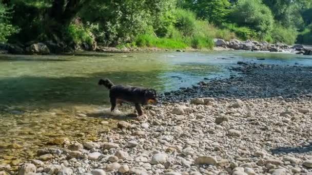 Bel Cane Esce Dal Fiume Dopo Aver Nuotato Scuote Acqua — Video Stock