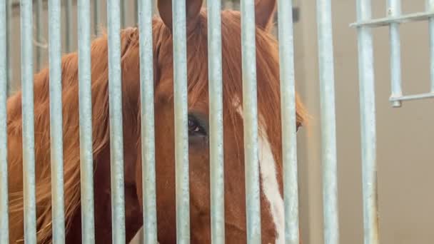 Красивая Бровная Лошадь Терпеливо Ждет Решеткой Выглядит Терпеливым Спокойным — стоковое видео