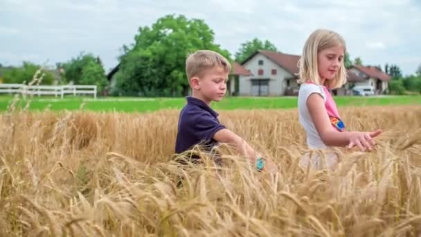 Dos Niños Tocan Espigas Trigo Con Las Manos Pequeñas Tus — Vídeos de Stock